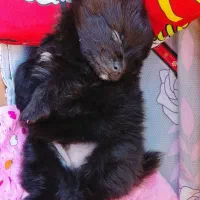 سگ نژاد پامر خرسی۲ماهه