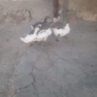 غار