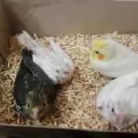 جوجه سر لاکی عروس هلندی