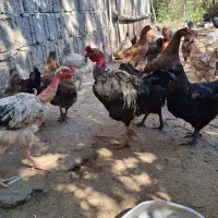 مرغ و خروس و اردک
