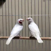 فنچ گلدین الماسی گلو بریده