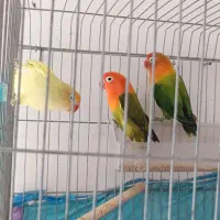 طوطی|پرنده|فسا, |دیوار