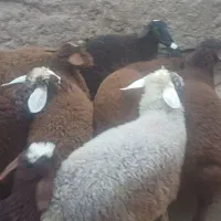 ۷راس بره دوبهر فروشی کیلویی|حیوانات مزرعه|کوراییم, |دیوار