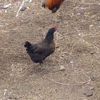 مرغ و خروس|حیوانات مزرعه|شیروان (خراسان), |دیوار