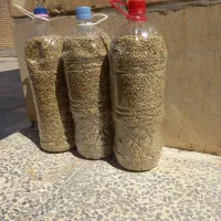 عدس پهن محلی
