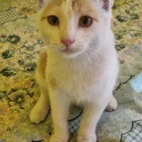 واگذاری گربه (فقط ب خانم )