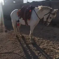 اسب یورقه افغان|اسب و تجهیزات اسبسواری|تربت جام, بهشت نبی|دیوار