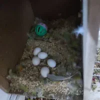 کوتوله برزیلی|پرنده|ابرکوه, |دیوار