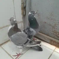 ی جفت آردن|پرنده|مسجد سلیمان, |دیوار