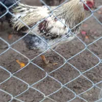 ۱عدد خروس محلی