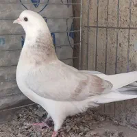 ۳ تا کبوتر شکار جوجه