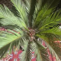 نیروی نظافتی خانم