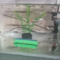 ماهی کوپی سالم