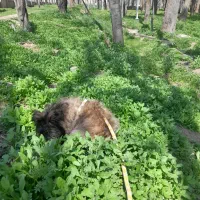 سگ سگ|سگ|مشهد, انقلاب|دیوار