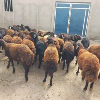 بره نر دشتی