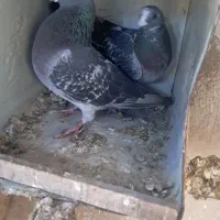 یک جفت کفتر پلاکی