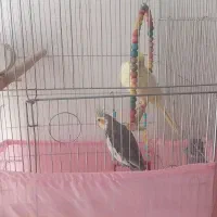 فروش دو عدد عروس هلندی|پرنده|سقز, |دیوار