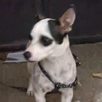 سگ اشتیپس|سگ|سبزوار, شهرک ابوذر|دیوار