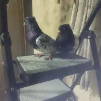 کبوتر کله سیاه|پرنده|دورود, |دیوار