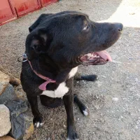 واگذاری|سگ|سیوان, |دیوار