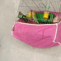 مرغ عشق خوب