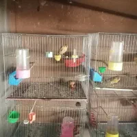 قناری شلاقی درجه 1|پرنده|ابریشم, |دیوار