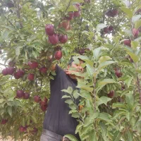 اکیپ سیب چینی در مراغه