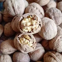 گردو خوانساری چرب و سفید