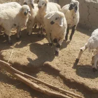 بره ماده سه قلو زا داشتی و گوشتی