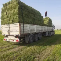 یونجه قالب و هرده درجه ۱