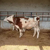 گوساله سیمینتال ماده 4عدد