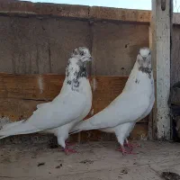 کفتر  دوتا ماده|پرنده|ری, ولی آباد|دیوار