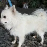 سگ پامر روباهی معاوضه