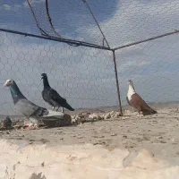 کفتر آلمانی