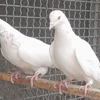 کبوترفروشی|پرنده|کاشان, میدان میوه تره بار|دیوار