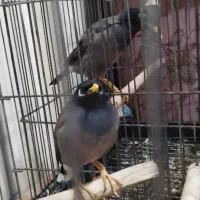 مرغ مینا سخنگو|پرنده|کرج, حصارک پایین|دیوار