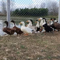 پنجاه عدد اردک گوشتی