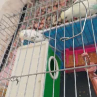 مرغ عشق|پرنده|سیرجان, |دیوار