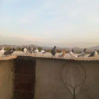 ۴۰تا هفرنگ