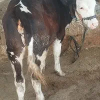 گاو یا گوساله سیمنتال اصیل طلای ناب