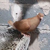 زرد دم سفید ماده