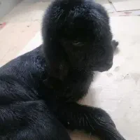 کره شیر یک روزه|حیوانات مزرعه|یزد, |دیوار