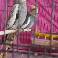 عروس هلندی نروماده