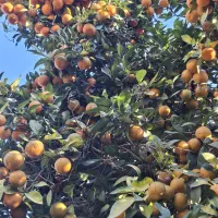 باغ مرکبات برای استقرار زنبور