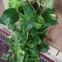 گل های خانگی