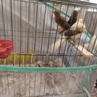 قناری ماده|پرنده|داراب, |دیوار