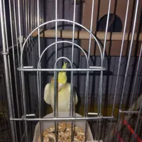دوتا عروس هلندی ماده