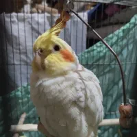 مرغ عشق|پرنده|اندیشه, شهرک المهدی|دیوار