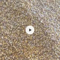 فروش ذرت اکراینی و مکزیکی