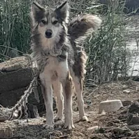 سک هاسکی نره